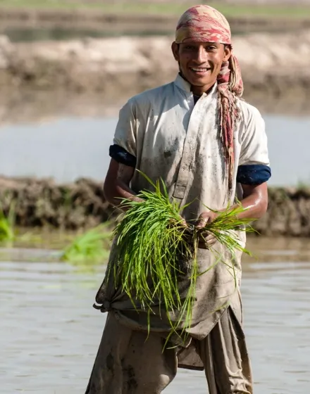 Ein lächelnder Mann steht in einem wasserbedeckten Feld, mit einem Bündel junger Reispflanzen in den Händen. Er trägt traditionelle Arbeitskleidung, die von der Feldarbeit verschmutzt ist, und einen Kopfschmuck. Hinter ihm sieht man die ruhigen Gewässer des Feldes und einen bewölkten Himmel, was auf eine ländliche Szenerie hindeutet.